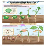 Stages of Seed Germination Chart